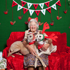 Eileen on the sofa with whippets Higby and Dave, all three dressed for Christmas